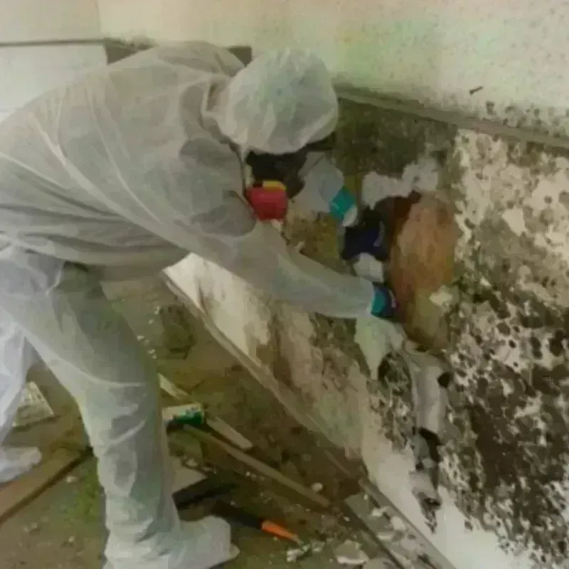 Mold Remediation and Removal in Clark Mills, NY